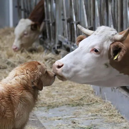 Tourist Farm Stern Pri Kovacniku Fram