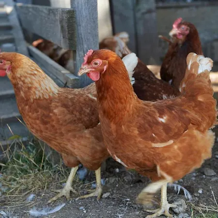 Tourist Farm Stern Pri Kovacniku 3*