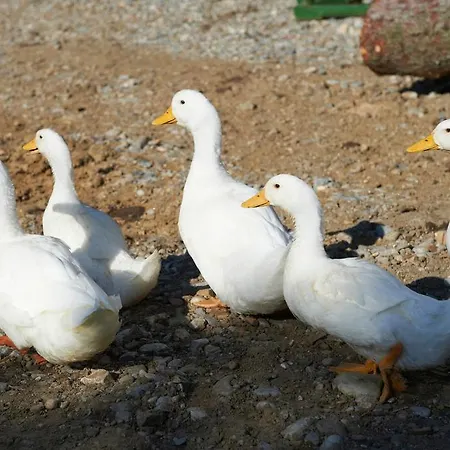 Tourist Farm Stern Pri Kovacniku