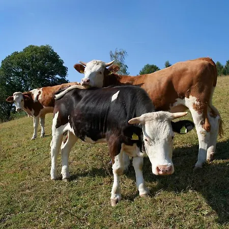 Gasthof Tourist Farm Stern Pri Kovacniku Fram