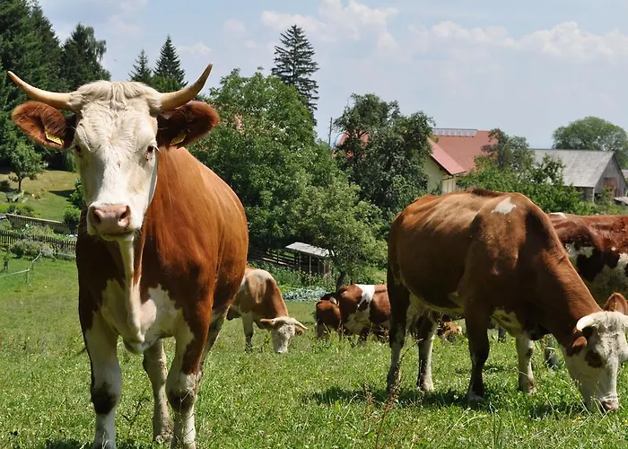 Casa de hóspedes Tourist Farm Stern Pri Kovacniku Fram