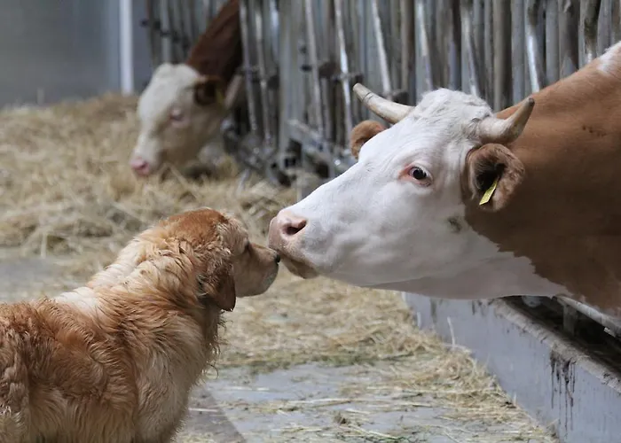 Tourist Farm Stern Pri Kovacniku Fram