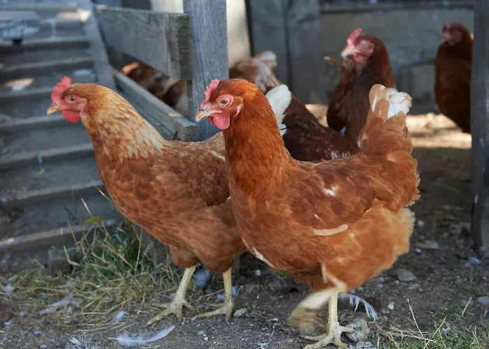 Tourist Farm Stern Pri Kovacniku 3*