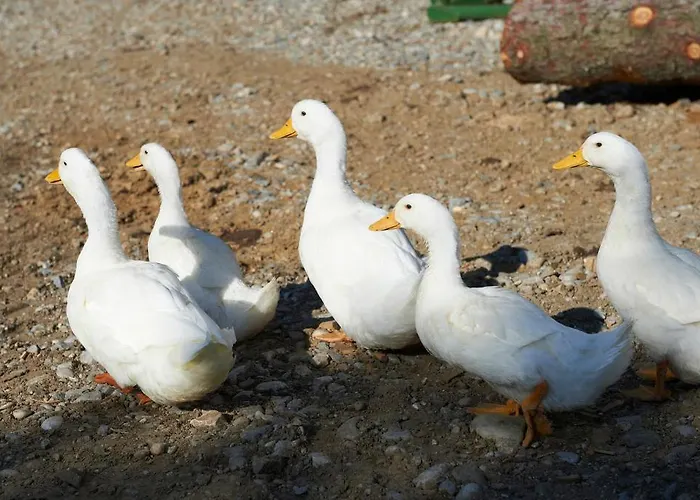 Tourist Farm Stern Pri Kovacniku