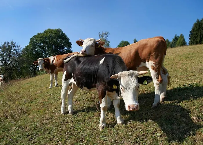 Casa de hóspedes Tourist Farm Stern Pri Kovacniku Fram