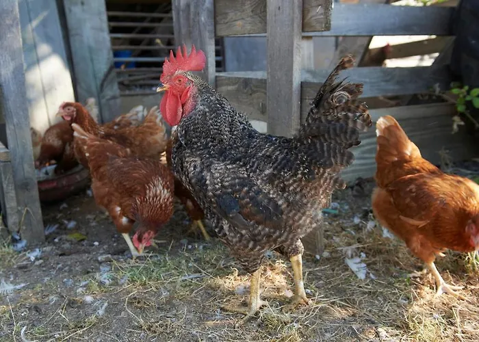 Tourist Farm Stern Pri Kovacniku 3* Fram